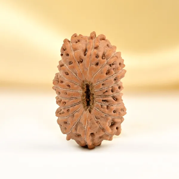 17_Mukhi_From_Java_Indonesia_Small_Cclxxvi