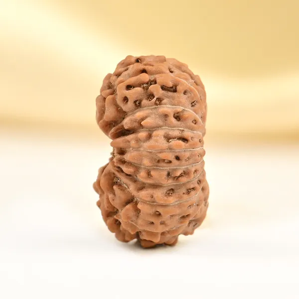 17_Mukhi_From_Java_Indonesia_Small_Cclxxvi