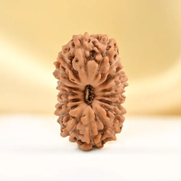 17_Mukhi_From_Java_Indonesia_Small_Cclxxvi