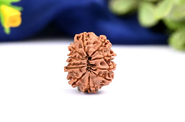 11_Mukhi_From_Nepal_Ccxcvi