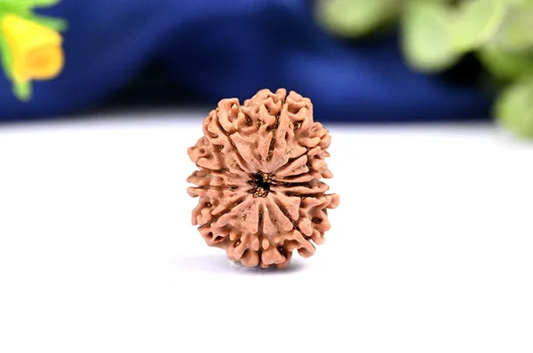 11_Mukhi_From_Nepal_Ccxcvi
