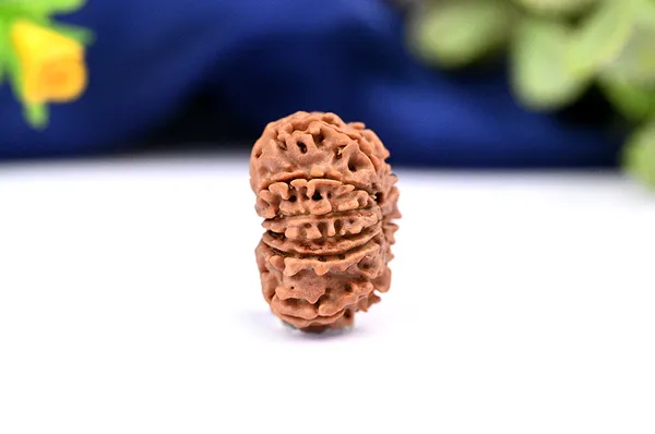11_Mukhi_From_Nepal_Ccxcvi