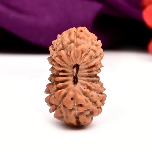 18_Mukhi_From_Java_Indonesia_Cxvii