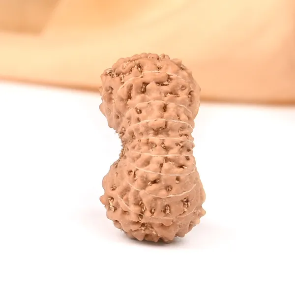 Techpandit_18_Mukhi_Java_Indonesian_Rudraksha_Bead