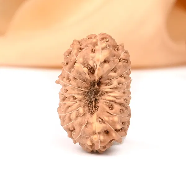 Techpandit_18_Mukhi_Java_Indonesian_Rudraksha_Bead
