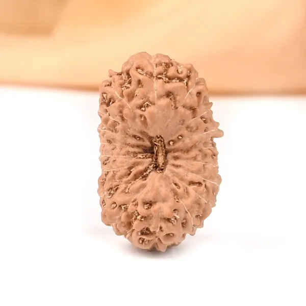 Techpandit_18_Mukhi_Java_Indonesian_Rudraksha_Bead