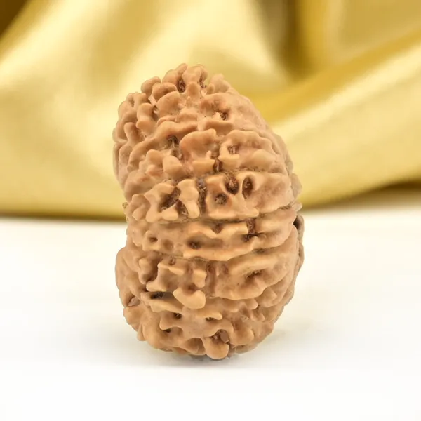 Techpandit_16_Mukhi_Nepali_Rudraksha_Bead_Small