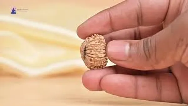 Techpandit_16_Mukhi_Nepali_Rudraksha_Bead_Small