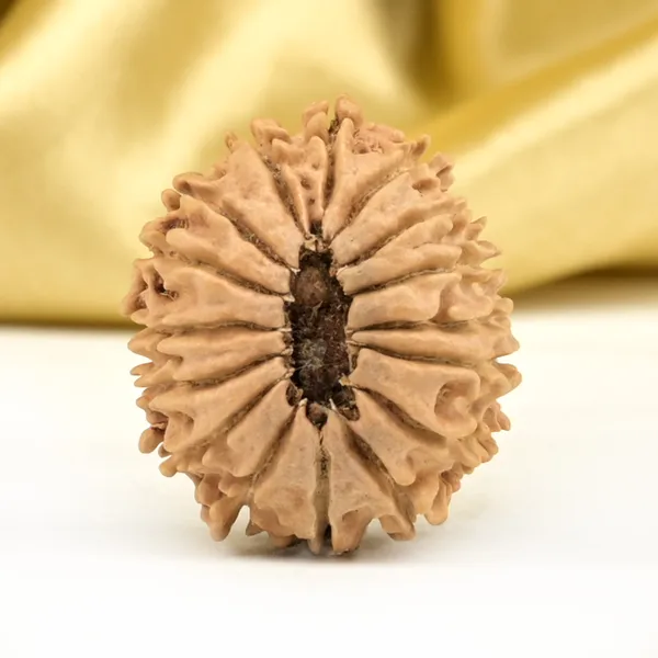 Techpandit_16_Mukhi_Nepali_Rudraksha_Bead_Small
