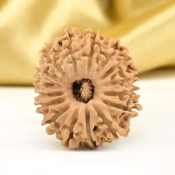 Techpandit_16_Mukhi_Nepali_Rudraksha_Bead_Small
