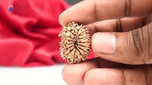 15_Mukhi_Rudraksha_Bead_Nepal