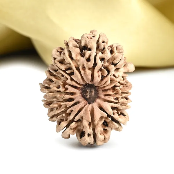15_Mukhi_Rudraksha_Bead_Nepal