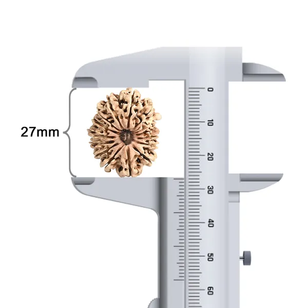 15_Mukhi_Rudraksha_Bead_Nepal