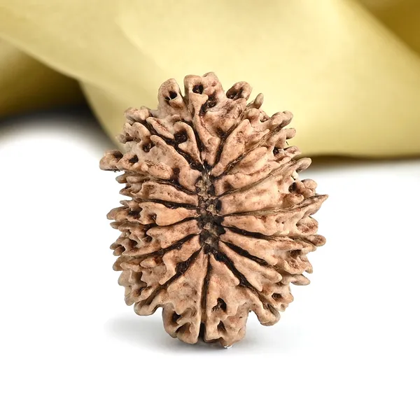 15_Mukhi_Rudraksha_Bead_Nepal