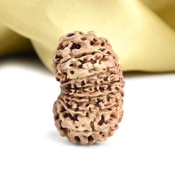 15_Mukhi_Rudraksha_Bead_Nepal