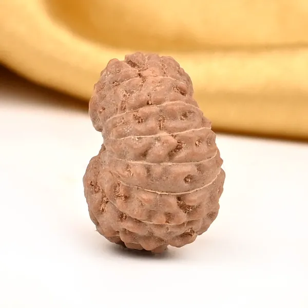 16_Mukhi_From_Java_Indonesia_Large_Cxxvi