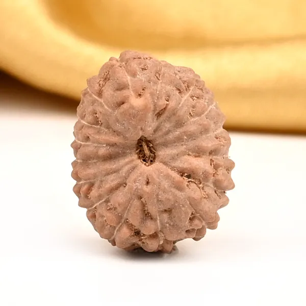 16_Mukhi_From_Java_Indonesia_Large_Cxxvi