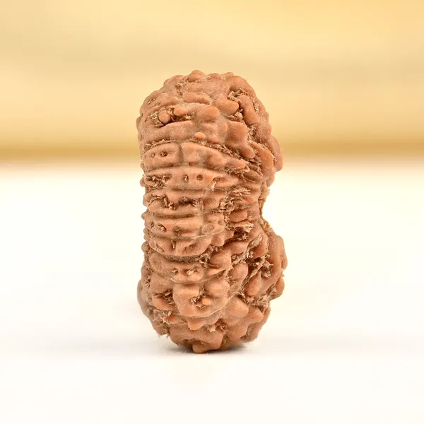 19_Mukhi_From_Java_Indonesia_Small_Cxciv