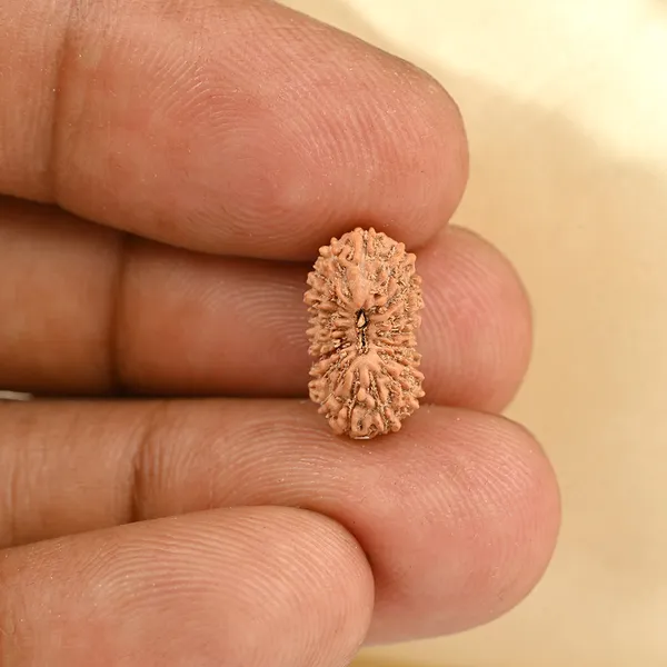 19_Mukhi_From_Java_Indonesia_Small_Cxciv