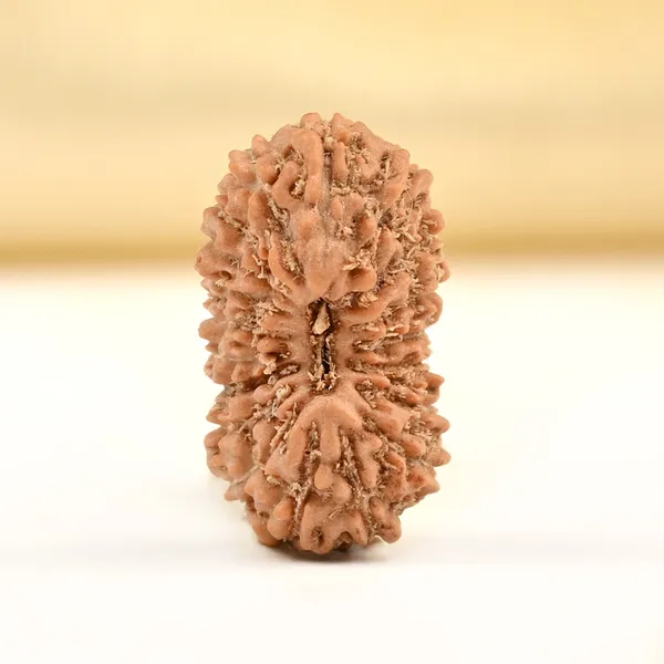 19_Mukhi_From_Java_Indonesia_Small_Cxciv