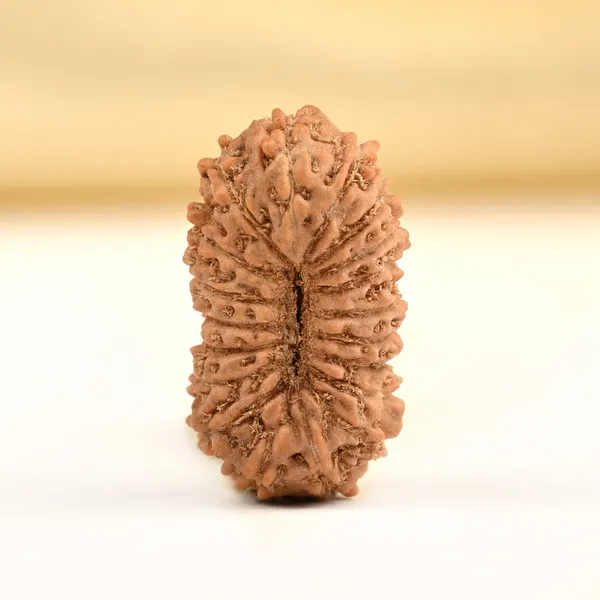 19_Mukhi_From_Java_Indonesia_Small_Cxciv