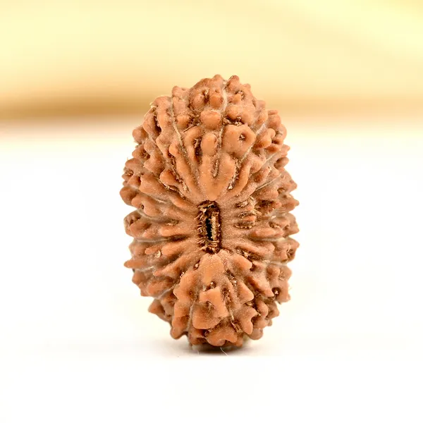 19_Mukhi_From_Java_Indonesia_Small_Cxcvii