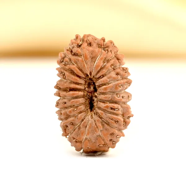 19_Mukhi_From_Java_Indonesia_Small_Cxcvii