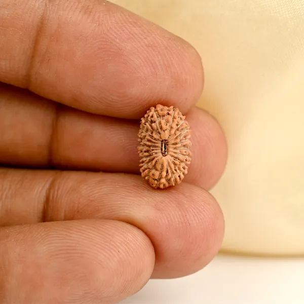 19_Mukhi_From_Java_Indonesia_Small_Cxcvii
