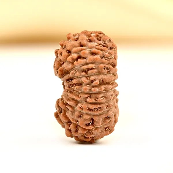19_Mukhi_From_Java_Indonesia_Small_Cxcvii