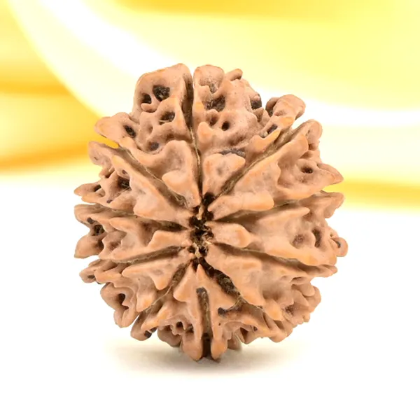 10_Mukhi_From_Nepal_Small_Cdl