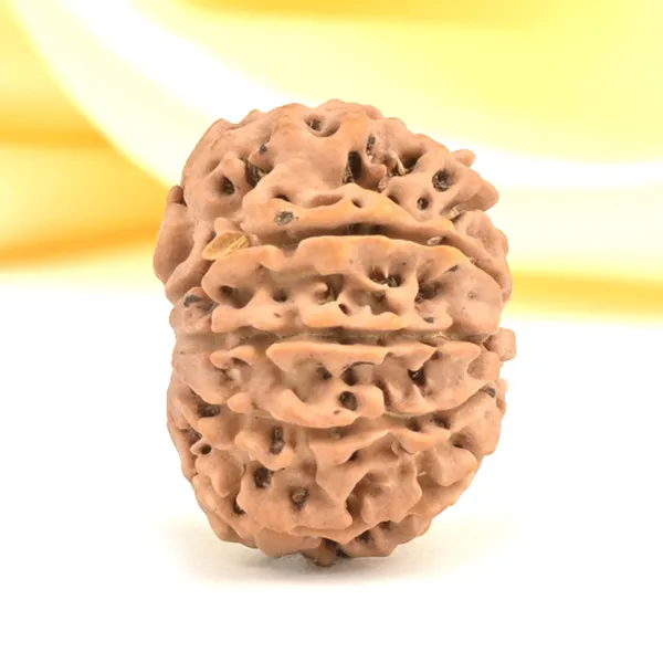 10_Mukhi_From_Nepal_Small_Cdl