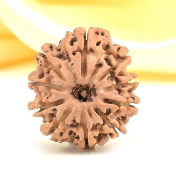10_Mukhi_From_Nepal_Small_Cdl