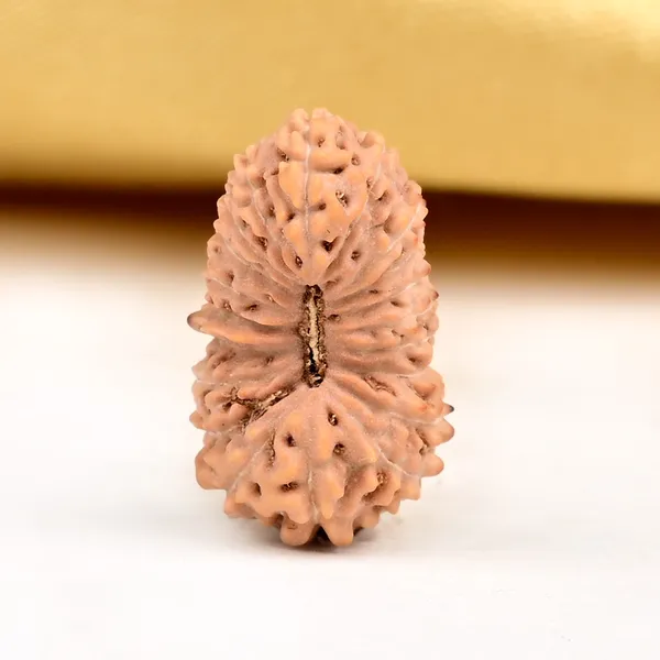 20_Mukhi_From_Java_Indonesia_Ciii