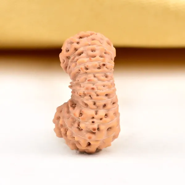 20_Mukhi_From_Java_Indonesia_Ciii
