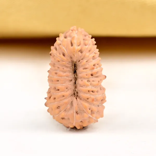 20_Mukhi_From_Java_Indonesia_Ciii