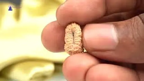 20_Mukhi_From_Java_Indonesia_Ciii
