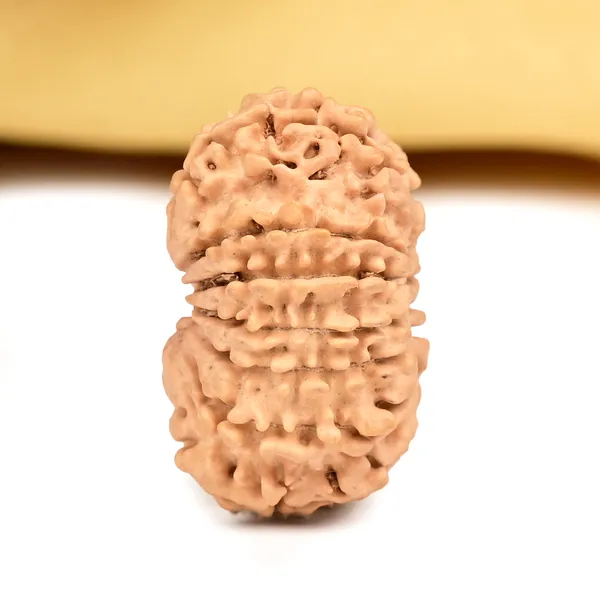 Techpandit_14_Mukhi_Nepal_Rudraksha_Bead