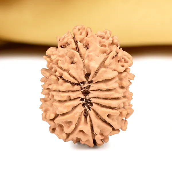 Techpandit_14_Mukhi_Nepal_Rudraksha_Bead