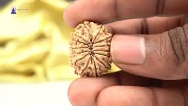 Techpandit_14_Mukhi_Nepal_Rudraksha_Bead