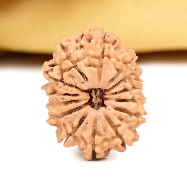 Techpandit_14_Mukhi_Nepal_Rudraksha_Bead