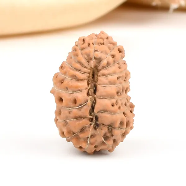 18_Mukhi_From_Java_Indonesia_Large_Cxxv