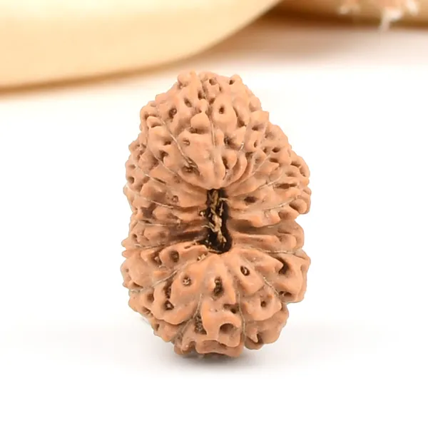 18_Mukhi_From_Java_Indonesia_Large_Cxxv