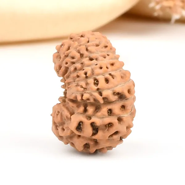 18_Mukhi_From_Java_Indonesia_Large_Cxxv