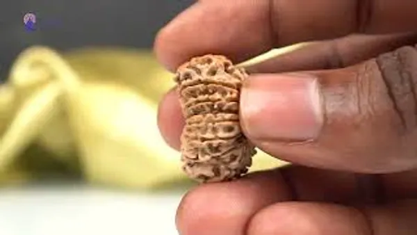 15_Mukhi_From_Nepal_Small_Clxiii