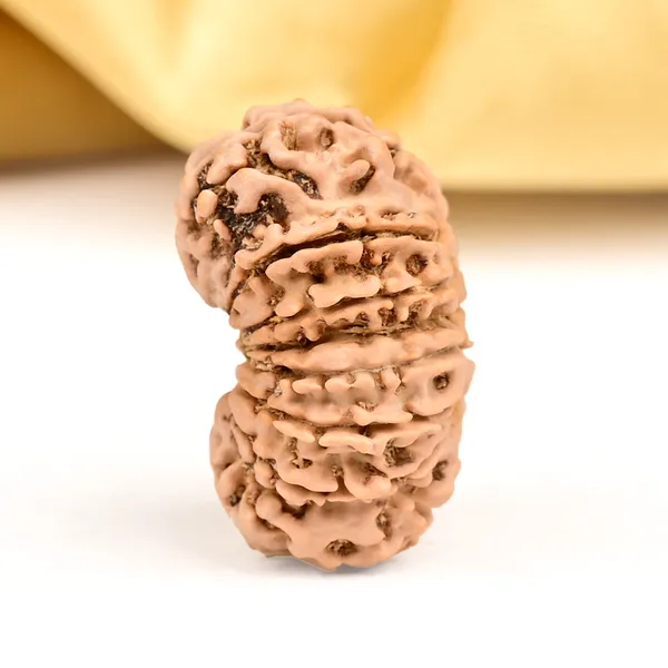 15_Mukhi_From_Nepal_Small_Clxiii