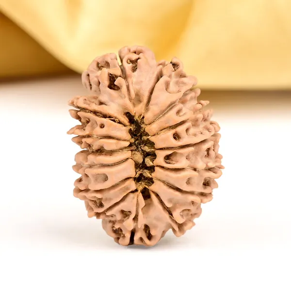 15_Mukhi_From_Nepal_Small_Clxiii