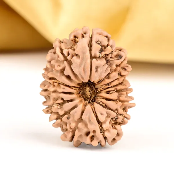 15_Mukhi_From_Nepal_Small_Clxiii