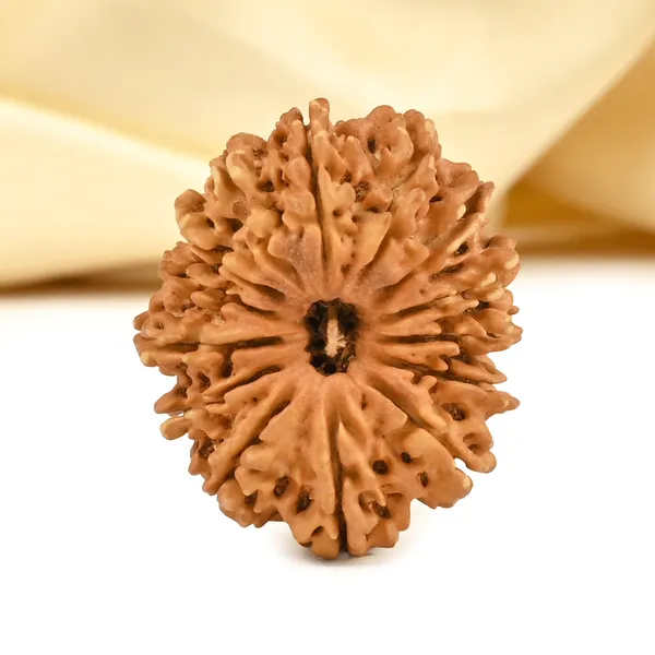 14_Mukhi_From_Nepal_Cclx_Small
