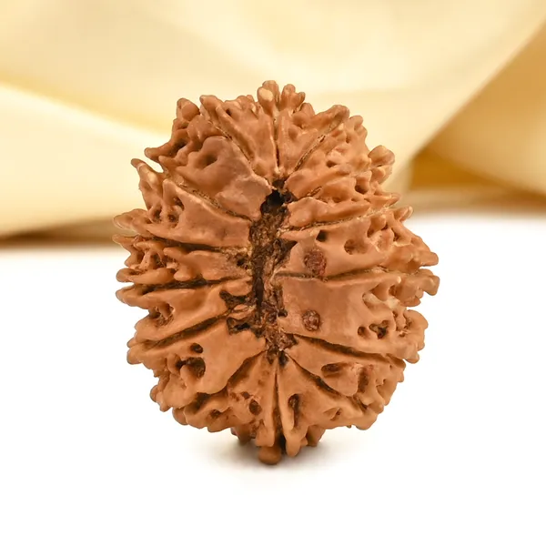 14_Mukhi_From_Nepal_Cclx_Small
