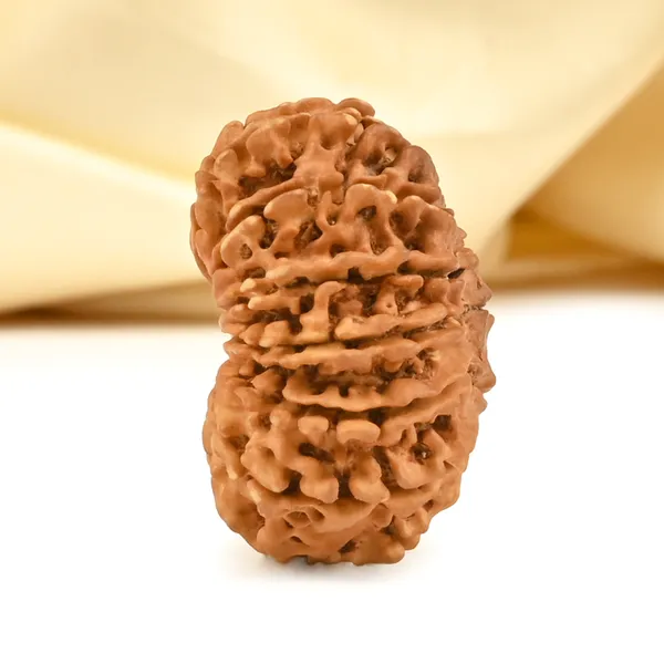 14_Mukhi_From_Nepal_Cclx_Small